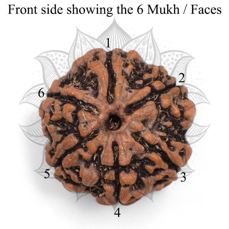 Nepali 6 Mukhi Rudraksha Original Lab Certified with X-Ray (Loose Bead)