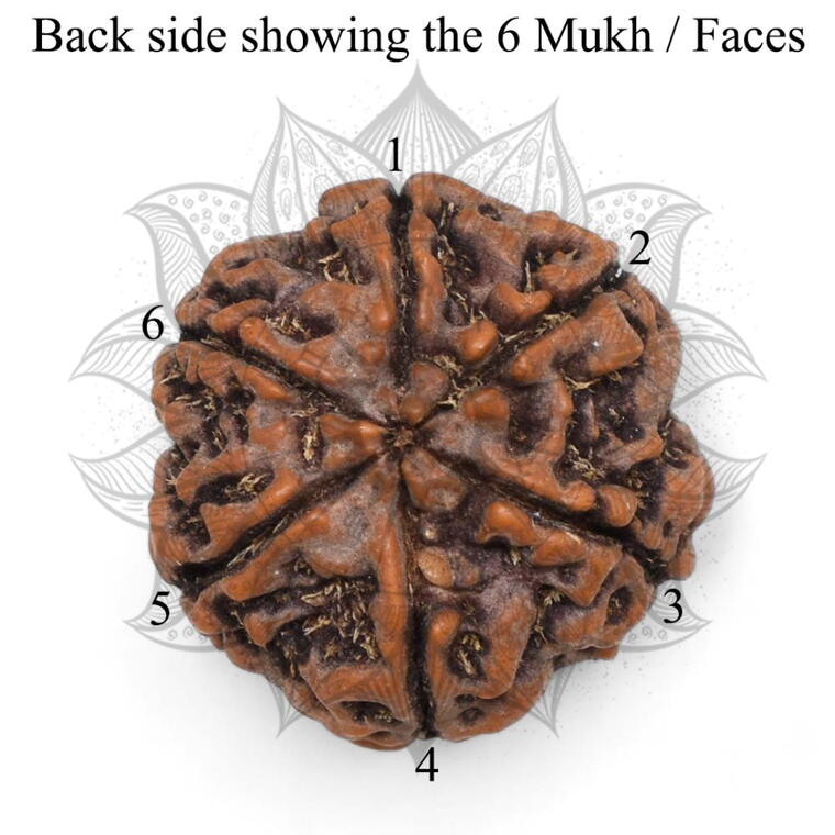 Nepali 6 Mukhi Rudraksha Original Lab Certified with X-Ray (Loose Bead)