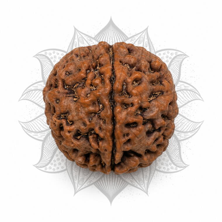 Nepali 4 Mukhi Rudraksha Original Lab Certified with X-Ray (Loose Bead)