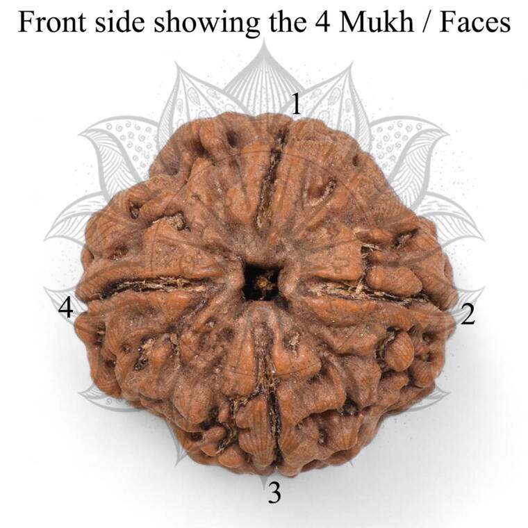 Nepali 4 Mukhi Rudraksha Original Lab Certified with X-Ray (Loose Bead)