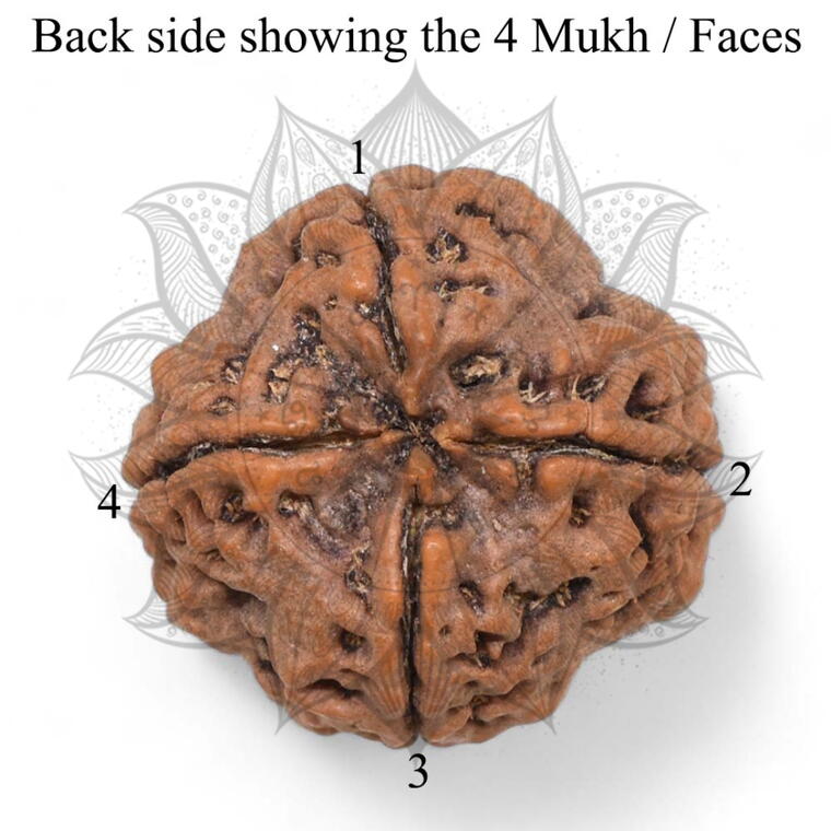 Nepali 4 Mukhi Rudraksha Original Lab Certified with X-Ray (Loose Bead)