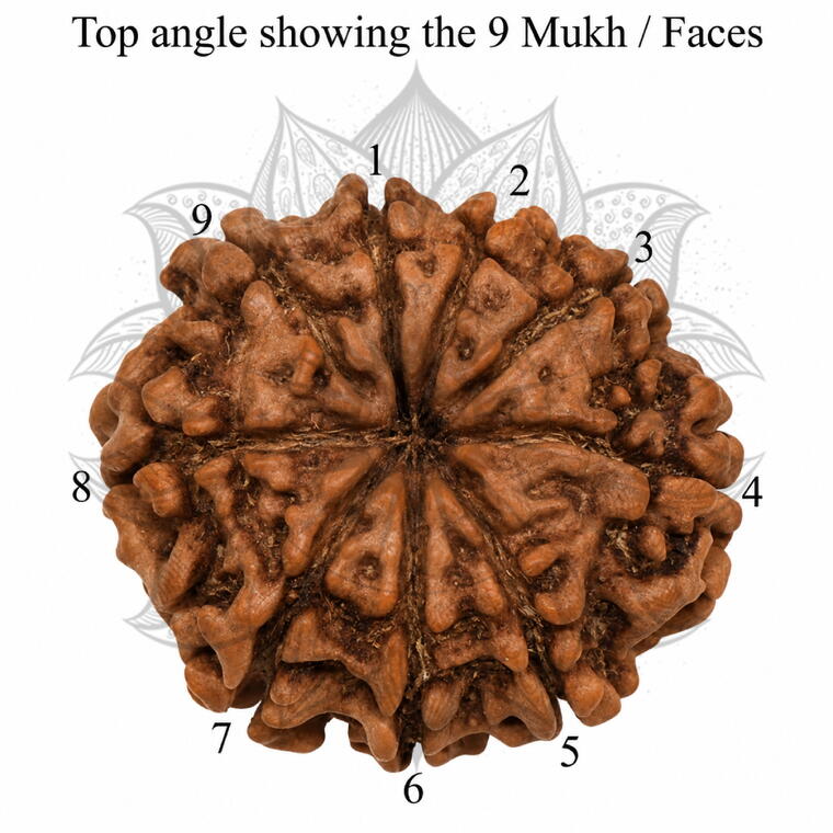 Nepali 9 Mukhi Rudraksha Original Lab Certified with X-Ray (Loose Bead)