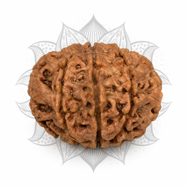 Nepali 10 Mukhi Rudraksha Original Lab Certified with X-Ray (Loose Bead)
