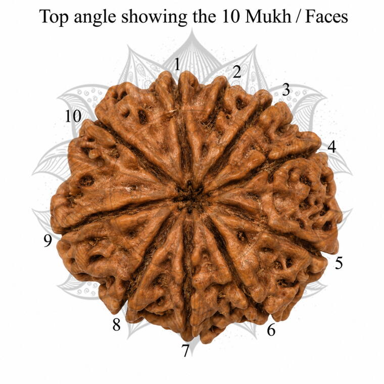 Nepali 10 Mukhi Rudraksha Original Lab Certified with X-Ray (Loose Bead)