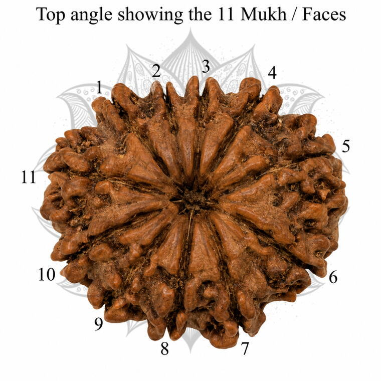 Nepali 11 Mukhi Rudraksha Original Lab Certified with X-Ray (Loose Bead)