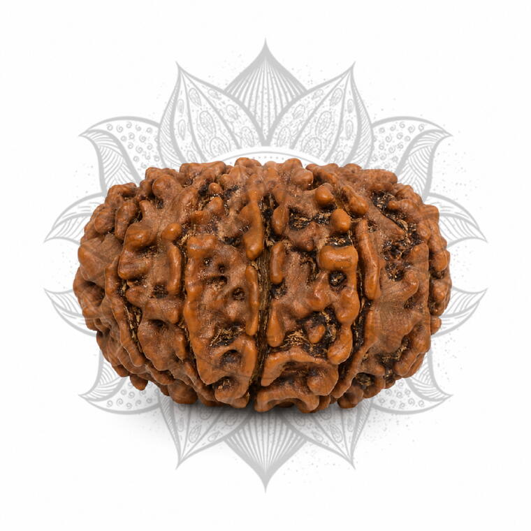 Nepali 11 Mukhi Rudraksha Original Lab Certified with X-Ray (Loose Bead)