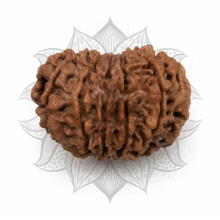Nepali 12 Mukhi Rudraksha Original Lab Certified with X-Ray (Loose Bead)
