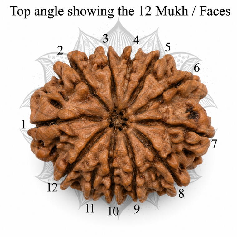 Nepali 12 Mukhi Rudraksha Original Lab Certified with X-Ray (Loose Bead)