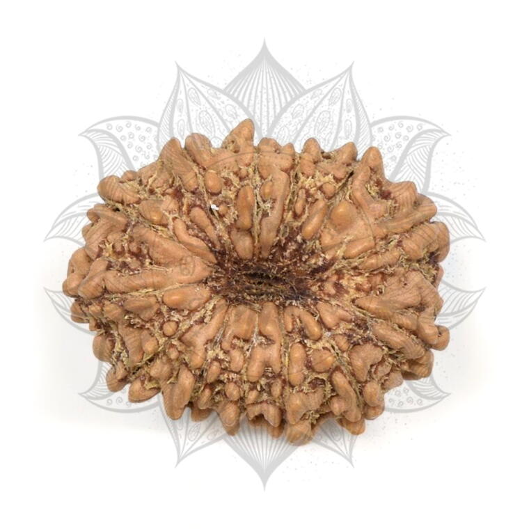 Nepali 13 Mukhi Rudraksha Original Lab Certified with X-Ray (Loose Bead)