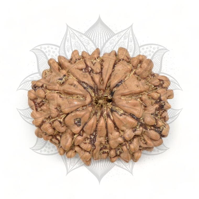 Nepali 13 Mukhi Rudraksha Original Lab Certified with X-Ray (Loose Bead)