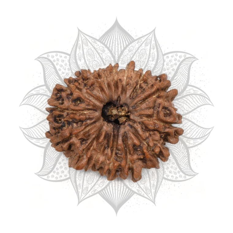 Nepali 15 Mukhi Rudraksha Original Lab Certified with X-Ray (Loose Bead)