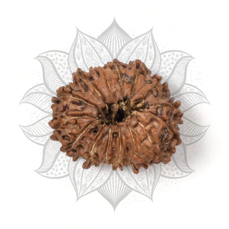 Nepali 15 Mukhi Rudraksha Original Lab Certified with X-Ray (Loose Bead)