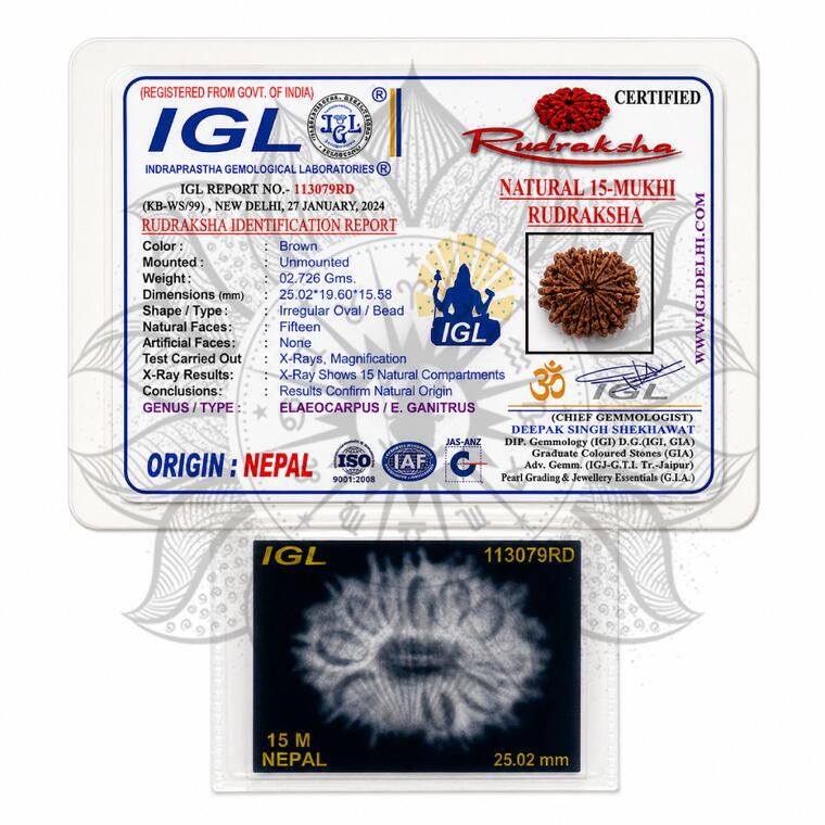 Nepali 15 Mukhi Rudraksha Original Lab Certified with X-Ray (Loose Bead)
