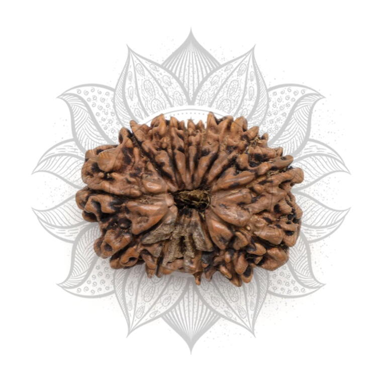 Nepali 14 Mukhi Rudraksha Original Lab Certified with X-Ray (Loose Bead)