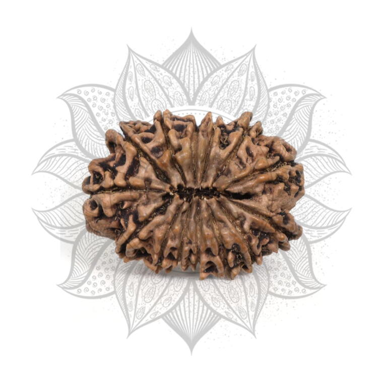 Nepali 14 Mukhi Rudraksha Original Lab Certified with X-Ray (Loose Bead)