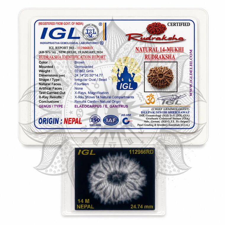 Nepali 14 Mukhi Rudraksha Original Lab Certified with X-Ray (Loose Bead)