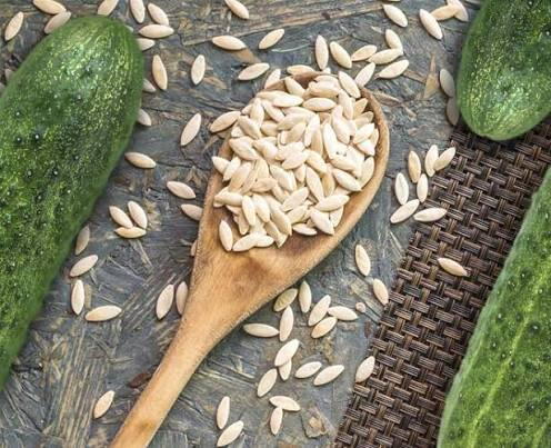 Moti Mewa Fresh Cucumber Seeds 100g
