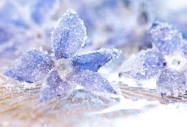 Crystals for Flowers: Enhancing Botanical Beauty and Energy