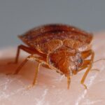 Tired of Itchy Nights? Here’s How to Identify and Eliminate Bed Bugs in Hanover IL
