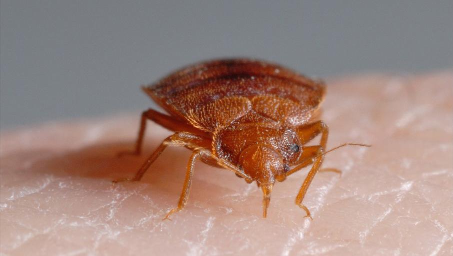 Tired of Itchy Nights? Here’s How to Identify and Eliminate Bed Bugs in Hanover IL