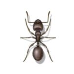 Ant Pest Control Services IL: Say Goodbye to Ant Infestations the Smart Way