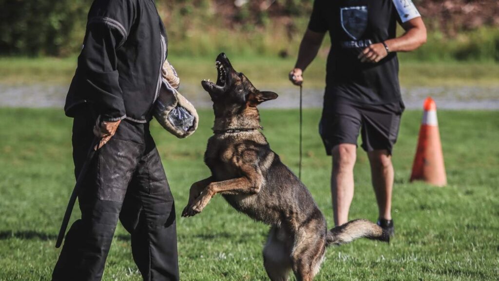 Top-Rated Protection Dog Training for All Breeds