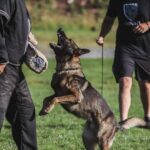 Top-Rated Protection Dog Training for All Breeds