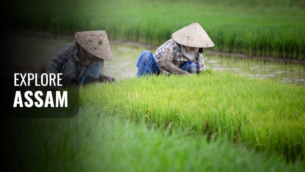 Assam Famous Places That Reflect Its True Culture and Beauty