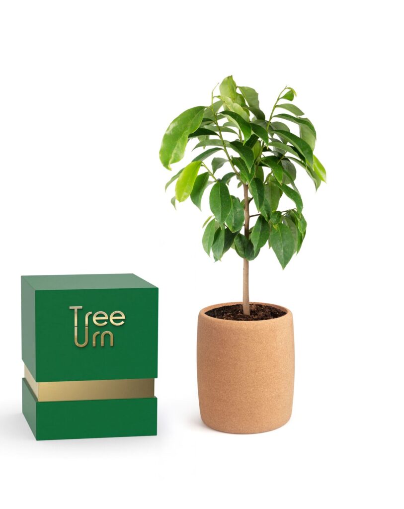 Biodegradable, Compostable & Eco-Friendly Urns: What You Should Understand