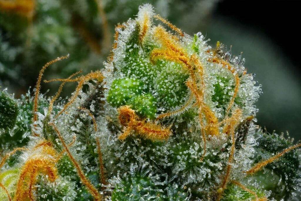 Experience the Purity of Nature with Coast Mountain Organic Cannabis