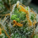 Experience the Purity of Nature with Coast Mountain Organic Cannabis