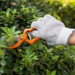 The Importance of Regular Tree Pruning in Surry Hills