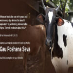 How Your Donations for Gau Seva Can Help Preserve Our Cultural Heritage