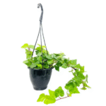 Top Tips for Creating Stunning Hanging English Ivy Displays