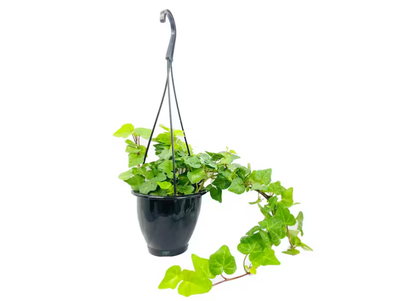 Top Tips for Creating Stunning Hanging English Ivy Displays
