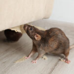 Before Rats Damage Your Home – Perth’s Prevention Guide