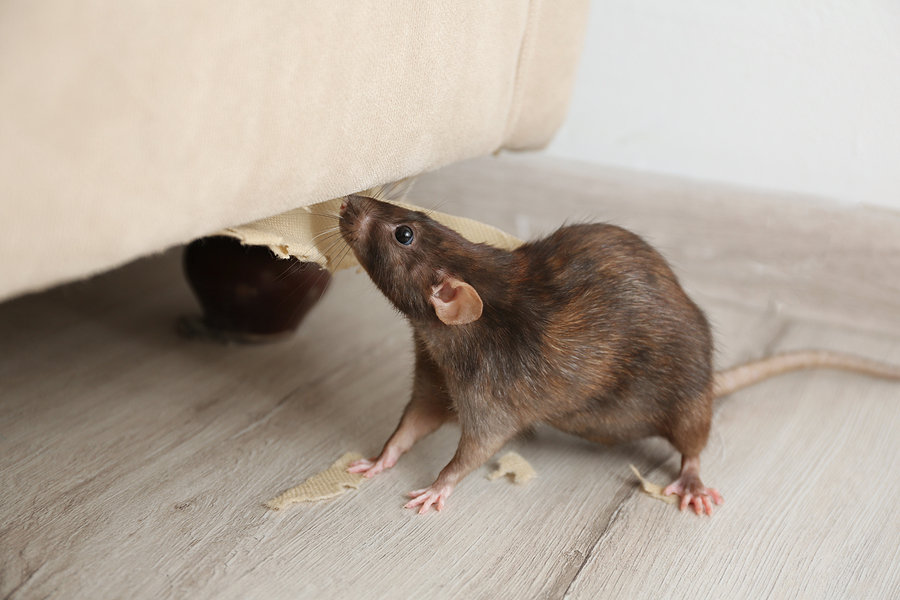 Before Rats Damage Your Home – Perth’s Prevention Guide