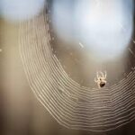 How to Get Safe Spider Control Chestermere for Your Home?