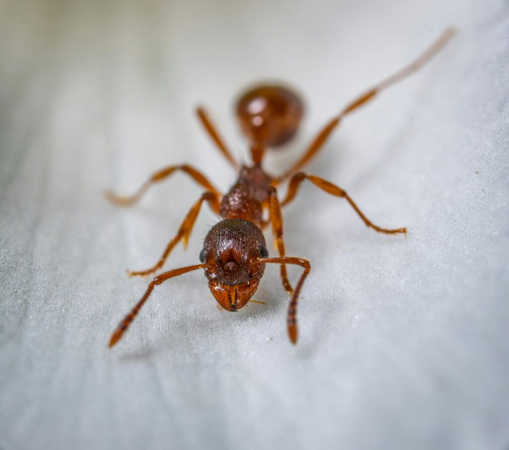 Effective Ant Prevention and Treatment for Melbourne Homes