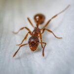 Effective Ant Prevention and Treatment for Melbourne Homes