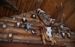 The Art and Appeal of Bear Half Mounts and Bear Taxidermy Mounts