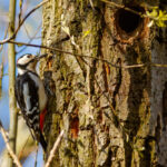 How Tree Surgery Supports Local Wildlife & Ecosystems