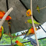 The Whispering Wings: How Birds Communicate Beyond Songs