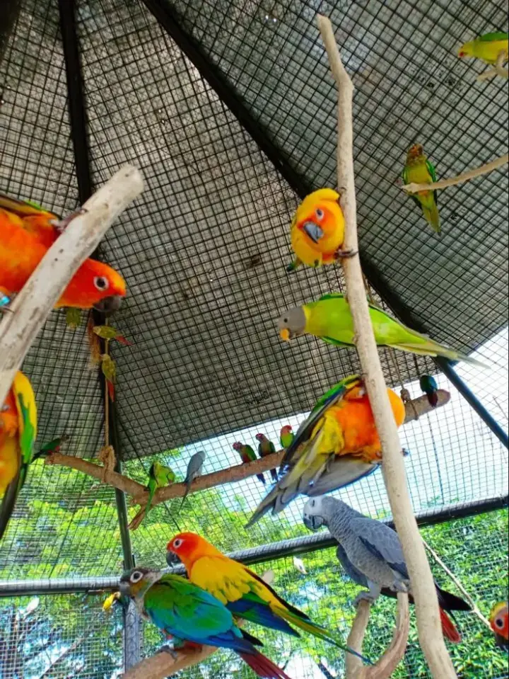 The Whispering Wings: How Birds Communicate Beyond Songs