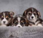 Labrador Retriever: The World’s Most Beloved Family Dog