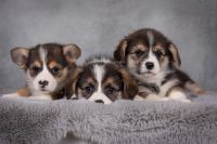 Labrador Retriever: The World’s Most Beloved Family Dog