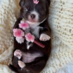 Labrador Retriever – Complete Breed Information (MyDogBreeds Style)