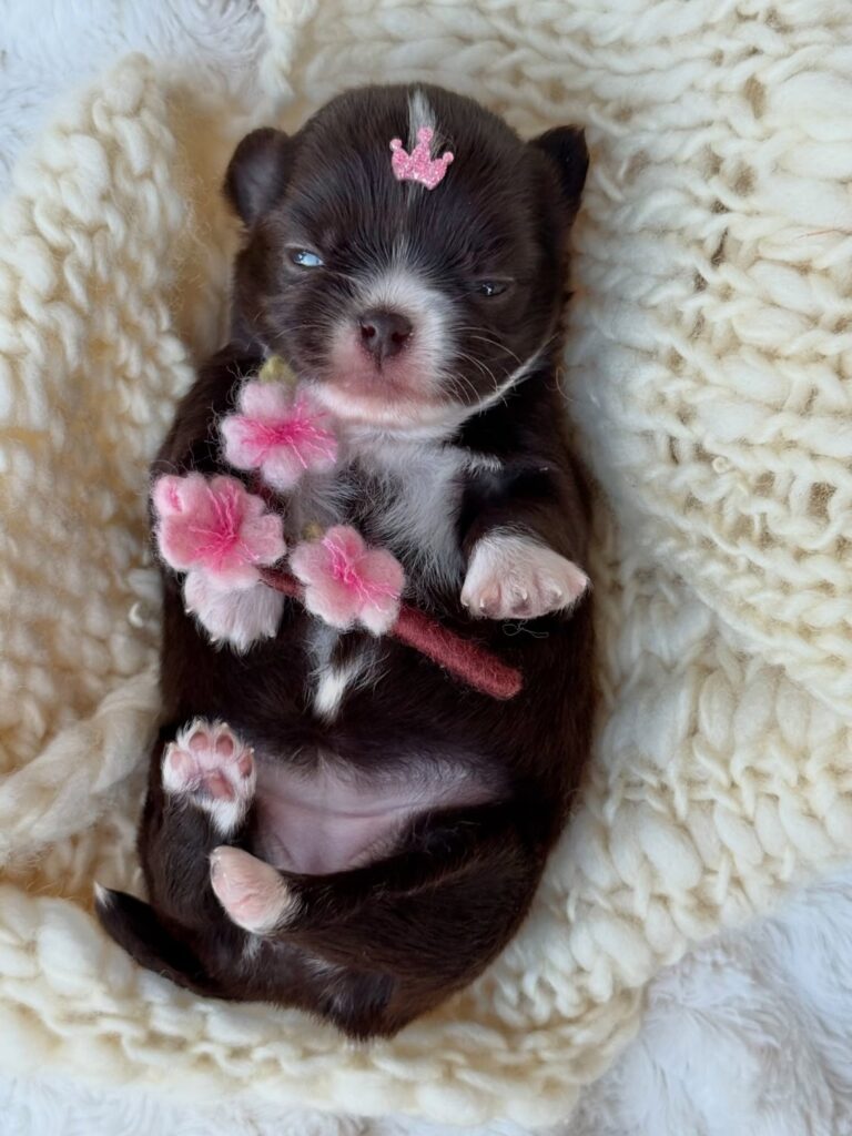 Labrador Retriever – Complete Breed Information (MyDogBreeds Style)