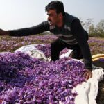 Buy Saffron from Kashmir – Your Trusted Route to 100% Pure and Natural Kesar