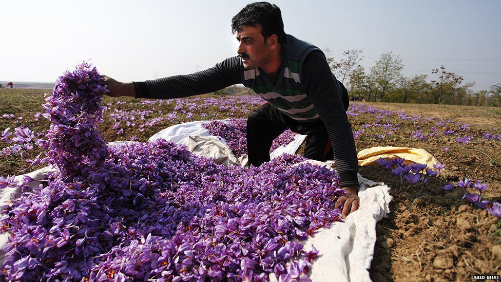 Buy Saffron from Kashmir – Your Trusted Route to 100% Pure and Natural Kesar